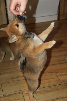 Štěňátka Shiba Inu - 5