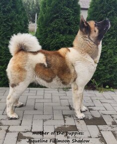 Americká akita (American akita) - 5