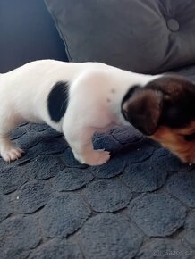 Jack  Russell terier - 5