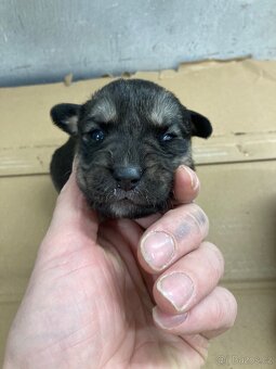 Darujem Husky mix Labrador - 5