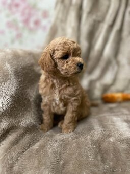 Toy poodle - 5