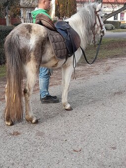 Predam sportovy welsh pony kobylu - 5