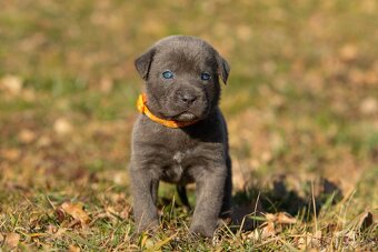 Mix Cane Corso - 5