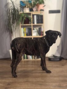 CANE CORSO štěňata - rezervace - 5