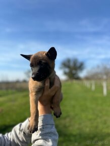 Belgický ovčák - Malinois - 5