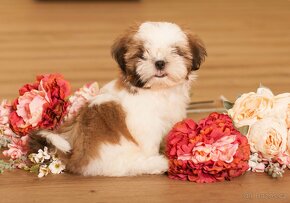 Shih-Tzu šteňiatka (shi tzu, si-tzu, shitzu, si-cu) - 5