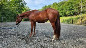 American quarter horse - 5