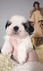 Štěňátka Shih-tzu s PP(shi-tzu, shihtzu) - 5