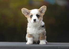 Steniatka welsh corgi cardigan. - 5