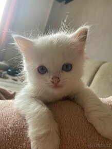 White Ragdoll bez PP koucourek - 5