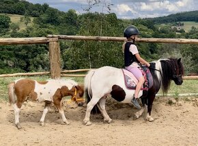 Shetland pony standard s pp - 5