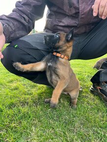 Belgický ovčák malinois - 5