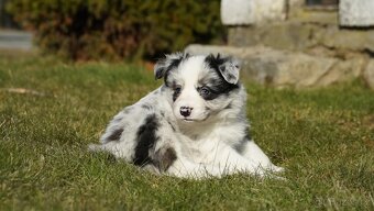 Border collie - štěňátka s PP po výstavních rodičích - 5