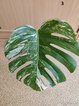 Monstera deliciosa albo variegata - 5