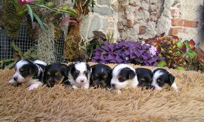 Biewer Yorkshire Terrier a Spaltbiewer F3 štěňátka - 5