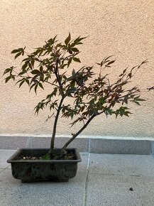 Bonsai, Bonsaj, japonský javor, skalky 2ks - 5