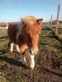 Minihorse kobylka s klisničkou - 5