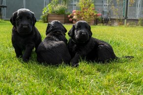 Flat Coated retriever - vrh B - kluci k okamžitému odběru - 5