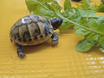 Želva zelenavá (Testudo hermanni boettgeri) - 5