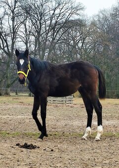 Hřebeček CS po Cyril - 5