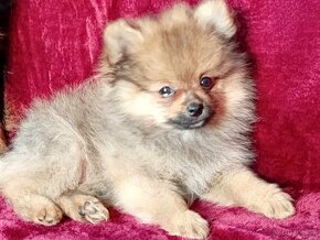 TOP Maličký pejsek NŠ/Pomeranian - Pomeranian Mini - 5