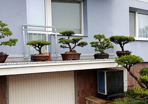 Bonsai borovice lesní  (Pinus sylvestris compressa) - 5