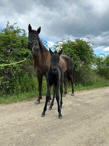 Appaloosa klisnička - 5