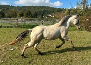 AQHA klisna na prodej - 5