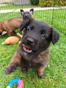 Belgický ovčák malinois/tervueren - 5