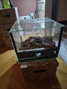 sklípkan pavouk tarantule Megaphobema - 5