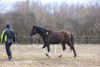 Huculský hřebec, Hucul, malý kůň, pony, tobiano - 5