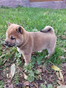 Shiba inu s PP - 5