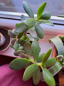 Tlustice crassula - 5