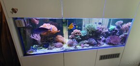 Mořské akvárium - 5