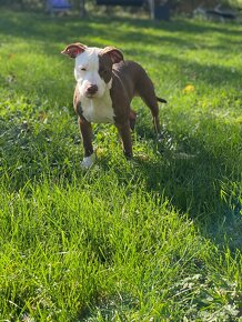 American bully Classic - fenka k odběru - 5