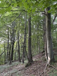 Prodám pozemky v k.ú. Útěchov u Moravské Třebové - 5