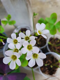 Oxalis Lasiandra - 5