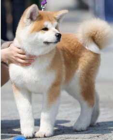 Akita inu - 5