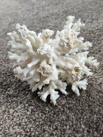 Mořský korál bílý - 5