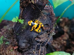 Pralesnička - Dendrobates leucomelas (pralesnička harlekyn) - 5