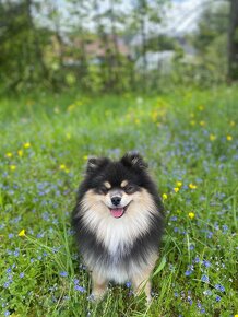 Pomeranian krytí - 5