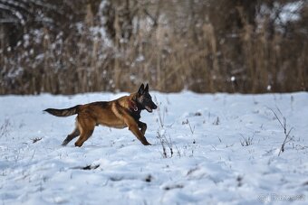 Belgický ovčák - Malinois - 5