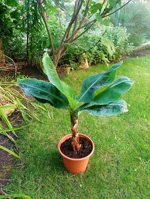 Banánovník,Musa,Dwarf Cawendish,Musa acuminata - 5