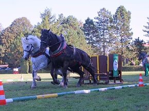 Prodám klisnu českomoravského belgika 11 let - 5