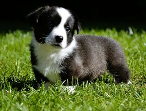 Welsh Corgi Cardigan FCI- krásná dívka - 5