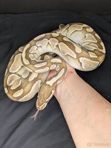 Krajta královská - Python regius - 5