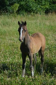 Pony - welsh pony - 5