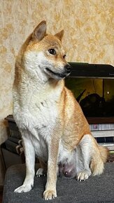 Shiba Inu - 5