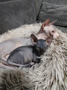 Sphynx bez PP - 5