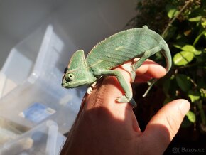 Prodám Chameleon jemenský - Chameleo calyptratus - 5